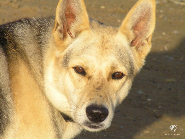 Обои картинки фото животные, собаки