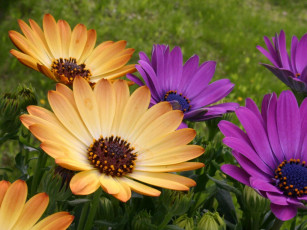 Картинка цветы диморфотеки