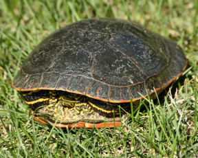 Картинка животные Черепахи