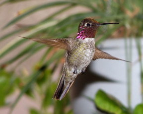 Картинка животные колибри