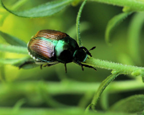 Картинка животные насекомые