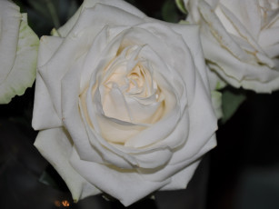 Картинка цветы розы