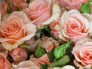 Картинка цветы розы