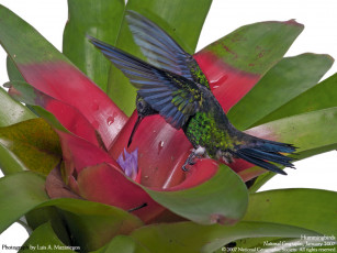 Картинка животные колибри