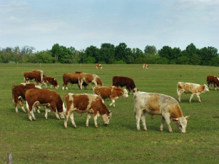 Картинка животные коровы буйволы