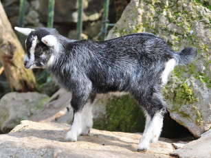Картинка животные козы
