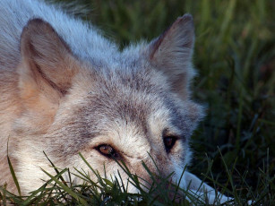 Картинка животные волки