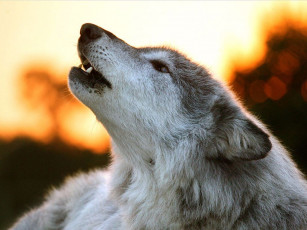 Картинка животные волки