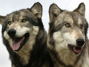 Картинка животные волки