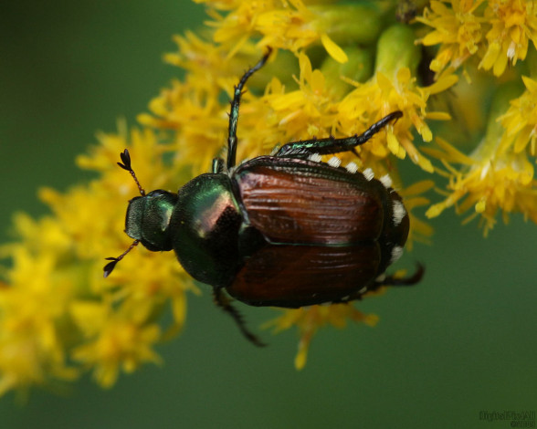 Обои картинки фото животные, насекомые