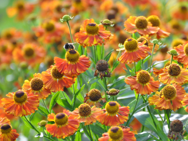 Обои картинки фото цветы, гайлардии, гелениумы