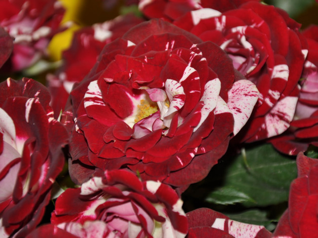 Обои картинки фото цветы, розы