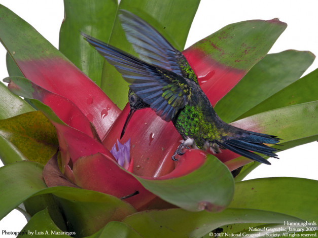 Обои картинки фото животные, колибри