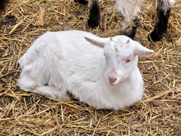 Обои картинки фото животные, козы