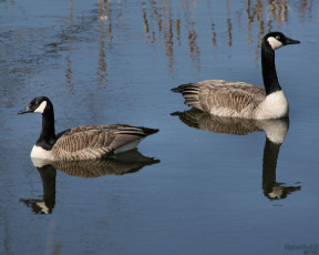 Картинка животные гуси