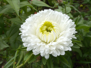 обоя цветы, астры