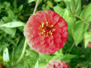 Картинка цветы цинния