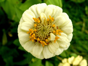 Картинка цветы цинния