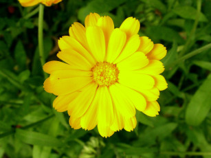 Картинка цветы календула