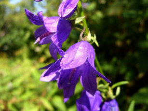 Картинка цветы колокольчики