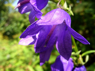 обоя цветы, колокольчики