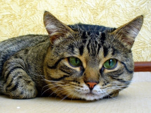 Картинка животные коты