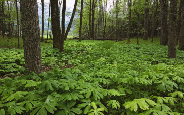 Картинка природа лес