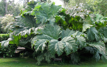 Картинка природа листья