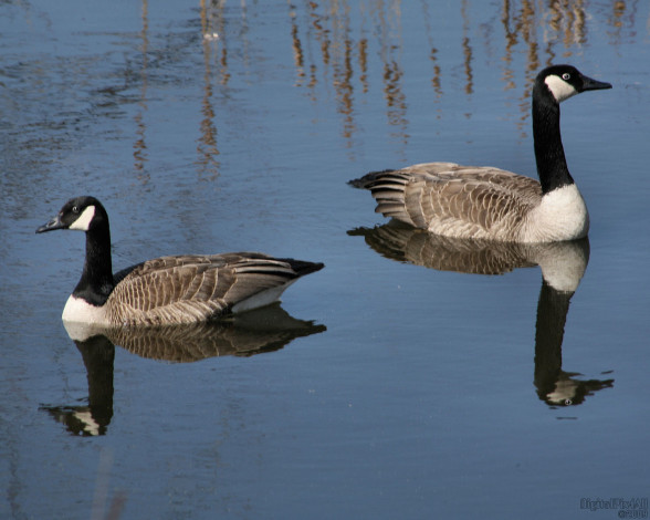 Обои картинки фото животные, гуси