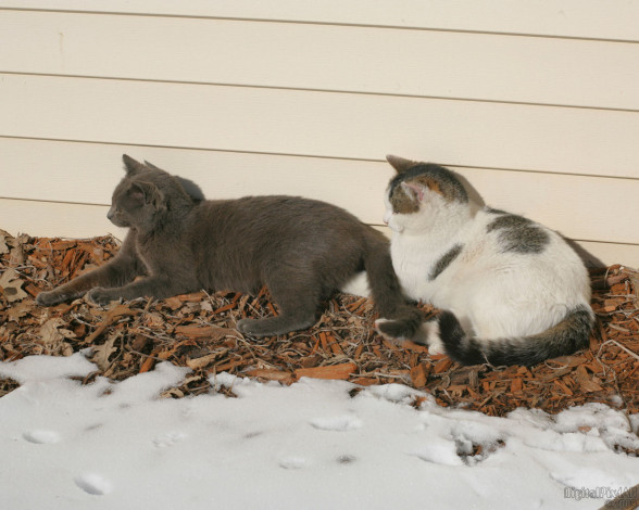 Обои картинки фото животные, коты