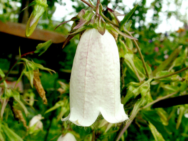 Обои картинки фото цветы