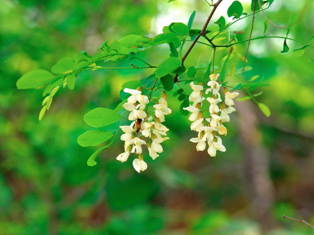 Обои картинки фото цветы, акация