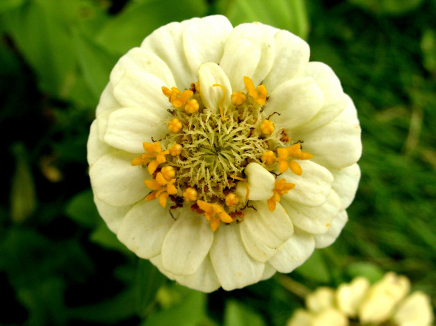 Обои картинки фото цветы, цинния