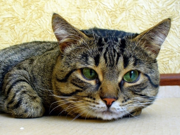 Обои картинки фото животные, коты