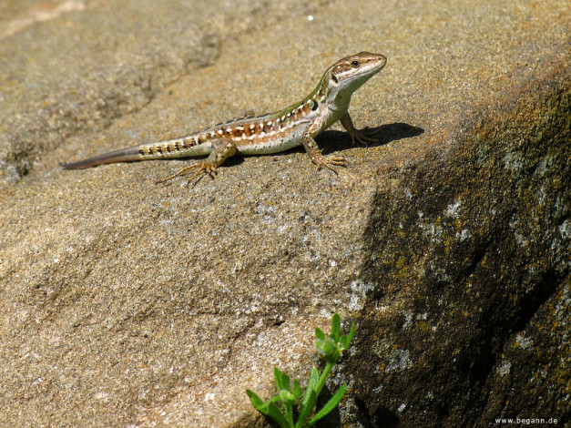 Обои картинки фото животные, Ящерицы, игуаны, вараны