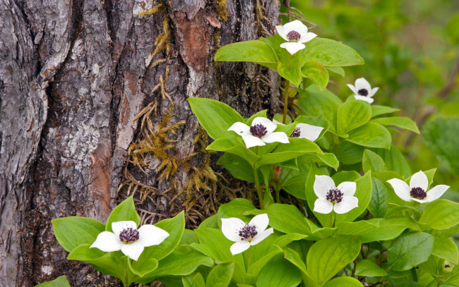 Обои картинки фото кизил, канадский, цветы