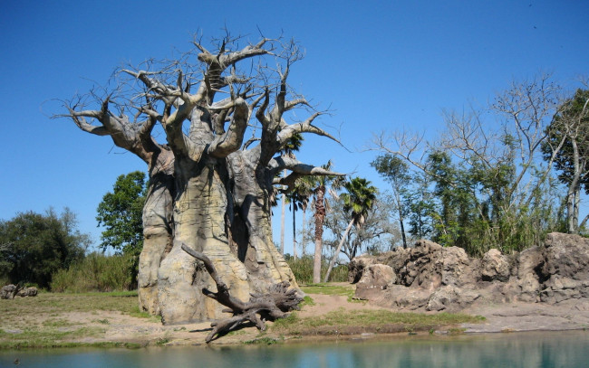 Обои картинки фото природа, деревья