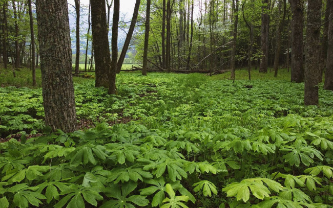 Обои картинки фото природа, лес