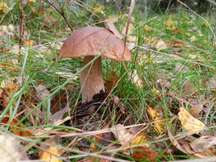 Картинка природа грибы лес