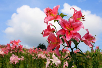 Картинка цветы лилии лилейники небо ветка розовый