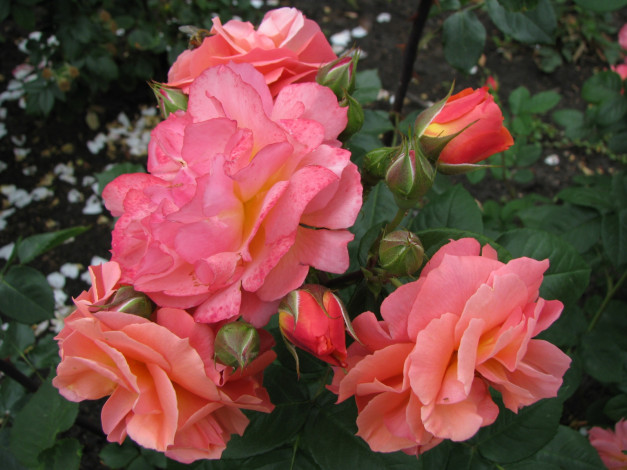 Обои картинки фото цветы, розы, бутоны, распустившиеся