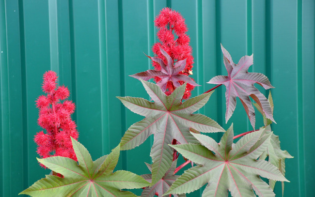 Обои картинки фото цветы, пушистые, резные, листья