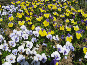 Картинка цветы анютины глазки садовые фиалки цветки