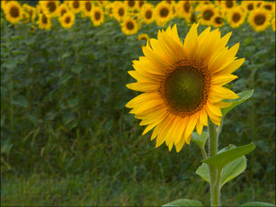 Картинка цветы подсолнухи