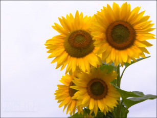 Картинка цветы подсолнухи