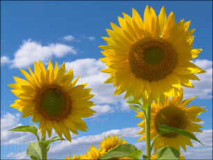 Картинка цветы подсолнухи