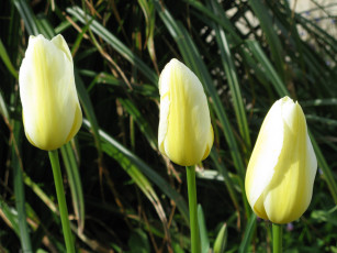 Картинка цветы тюльпаны