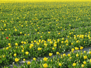 Картинка цветы тюльпаны