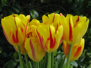 Картинка цветы тюльпаны