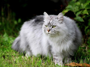 Картинка животные коты серый пушистый